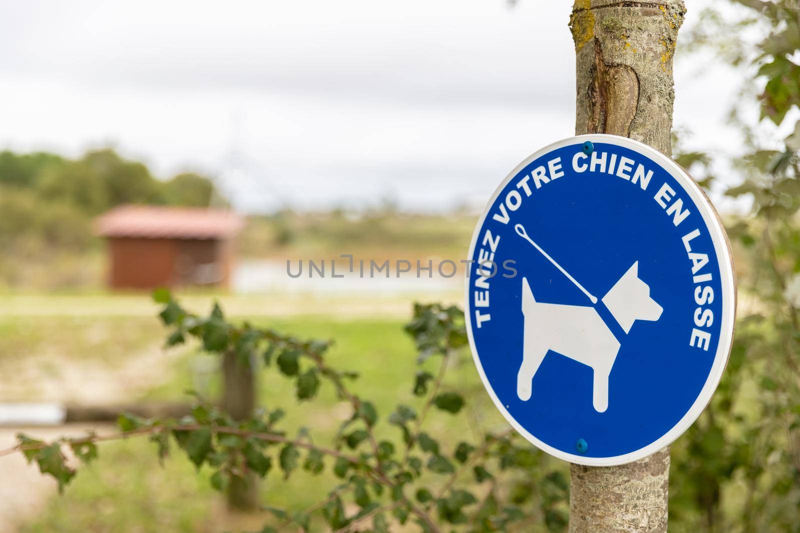 blue sign authorizing the walking of dogs with leash by AtlanticEUROSTOXX