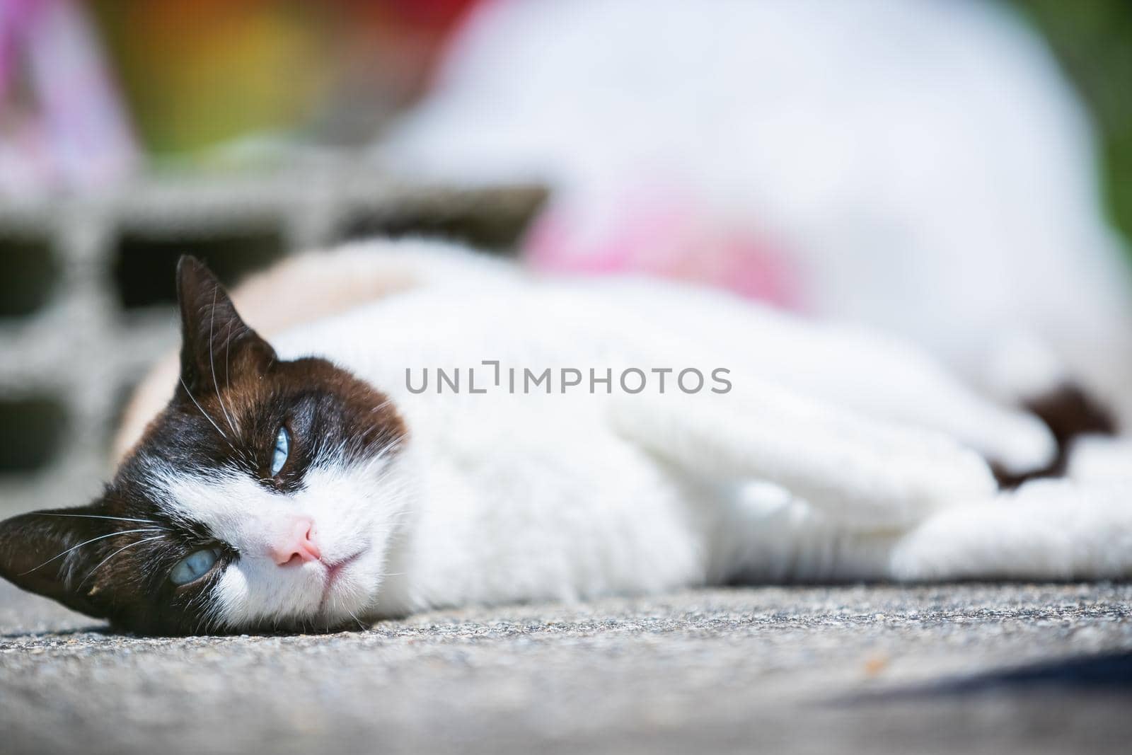 siamese ragdoll crossbreed cat resting in the sun on a terrace in summer