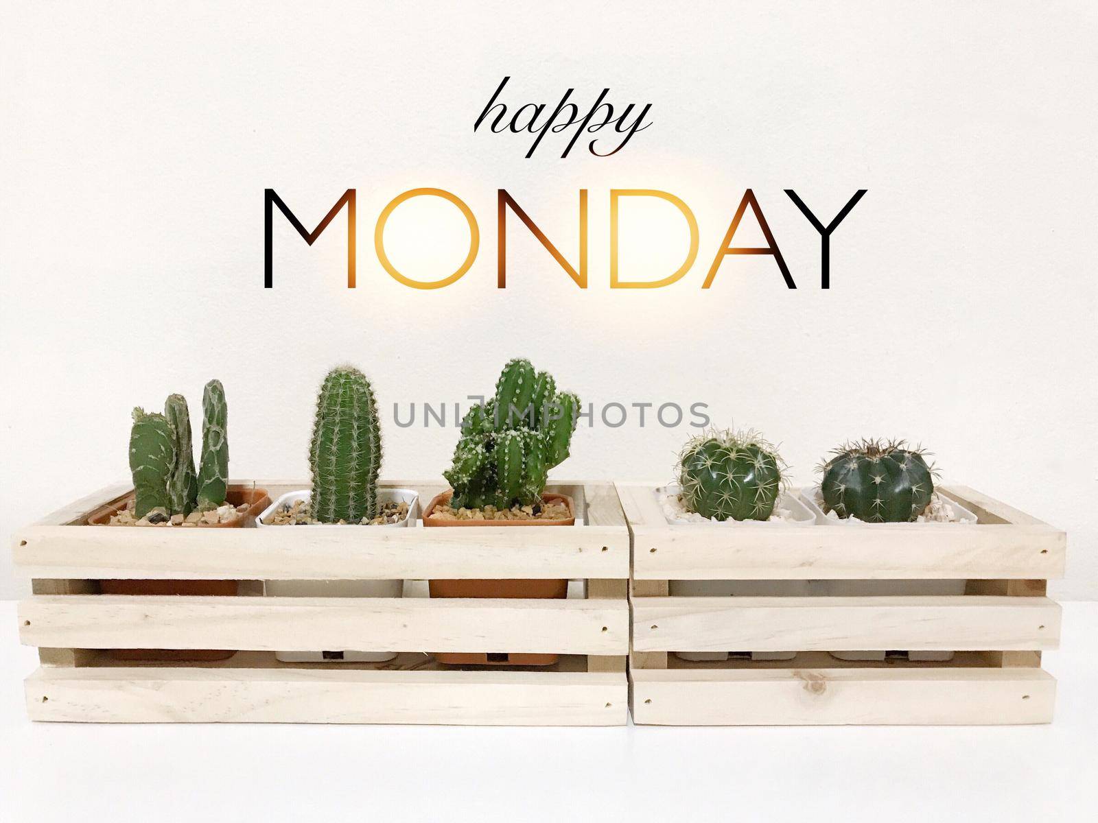 Happy Monday and Cactus in wood box on white background with copy space