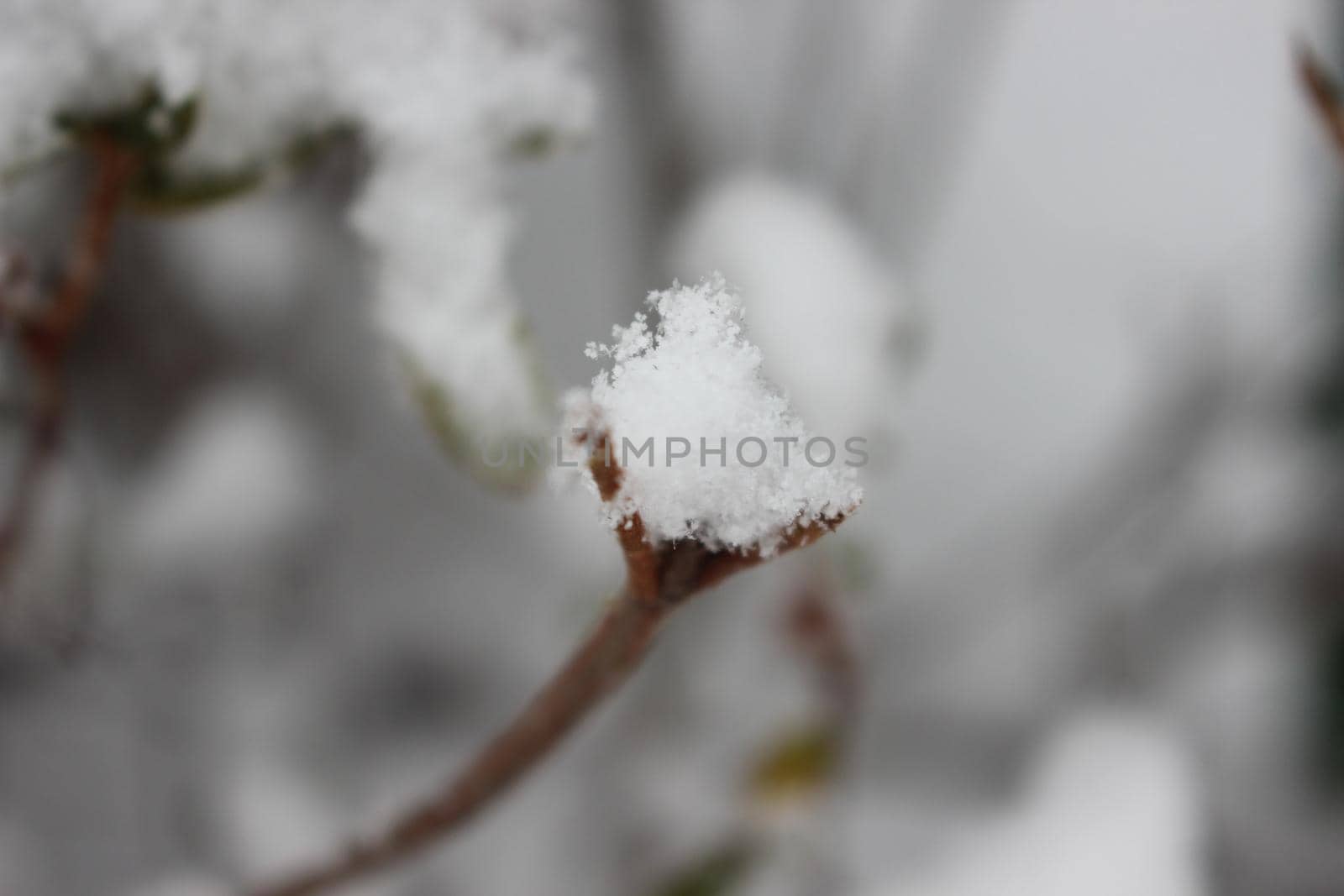 Snow on leaves of plant during snowfall winter season by Photochowk