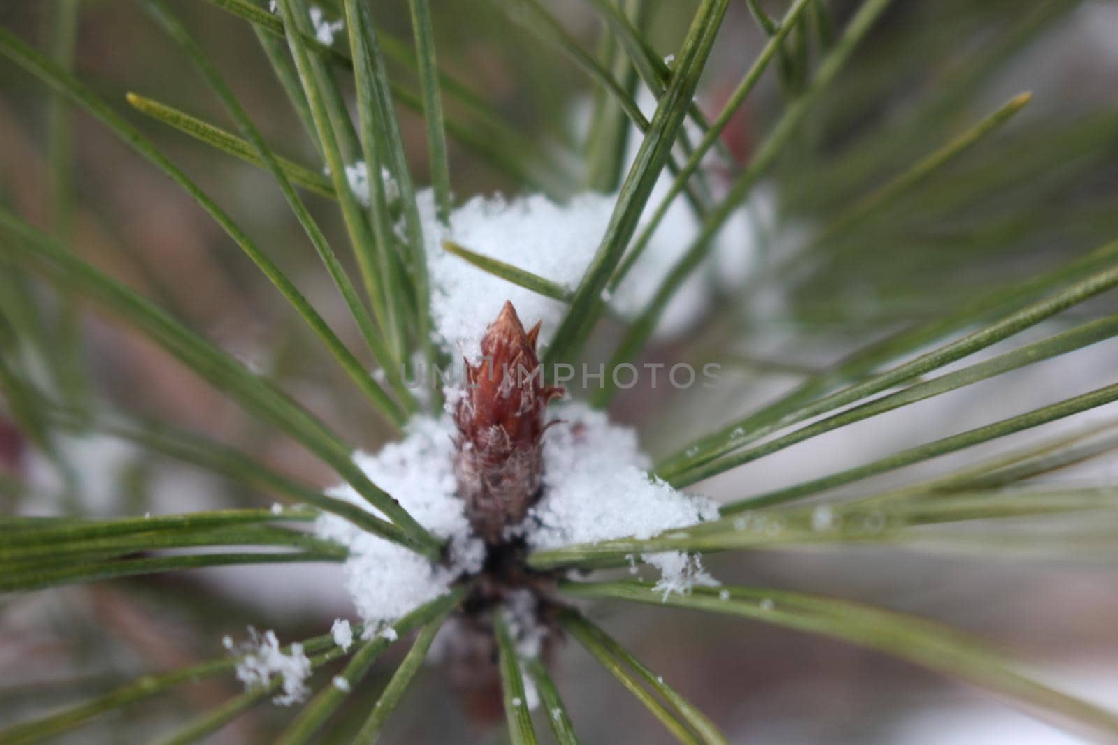 Snow on leaves of plant during snowfall winter season. closeup view of snowflakes on plant in park