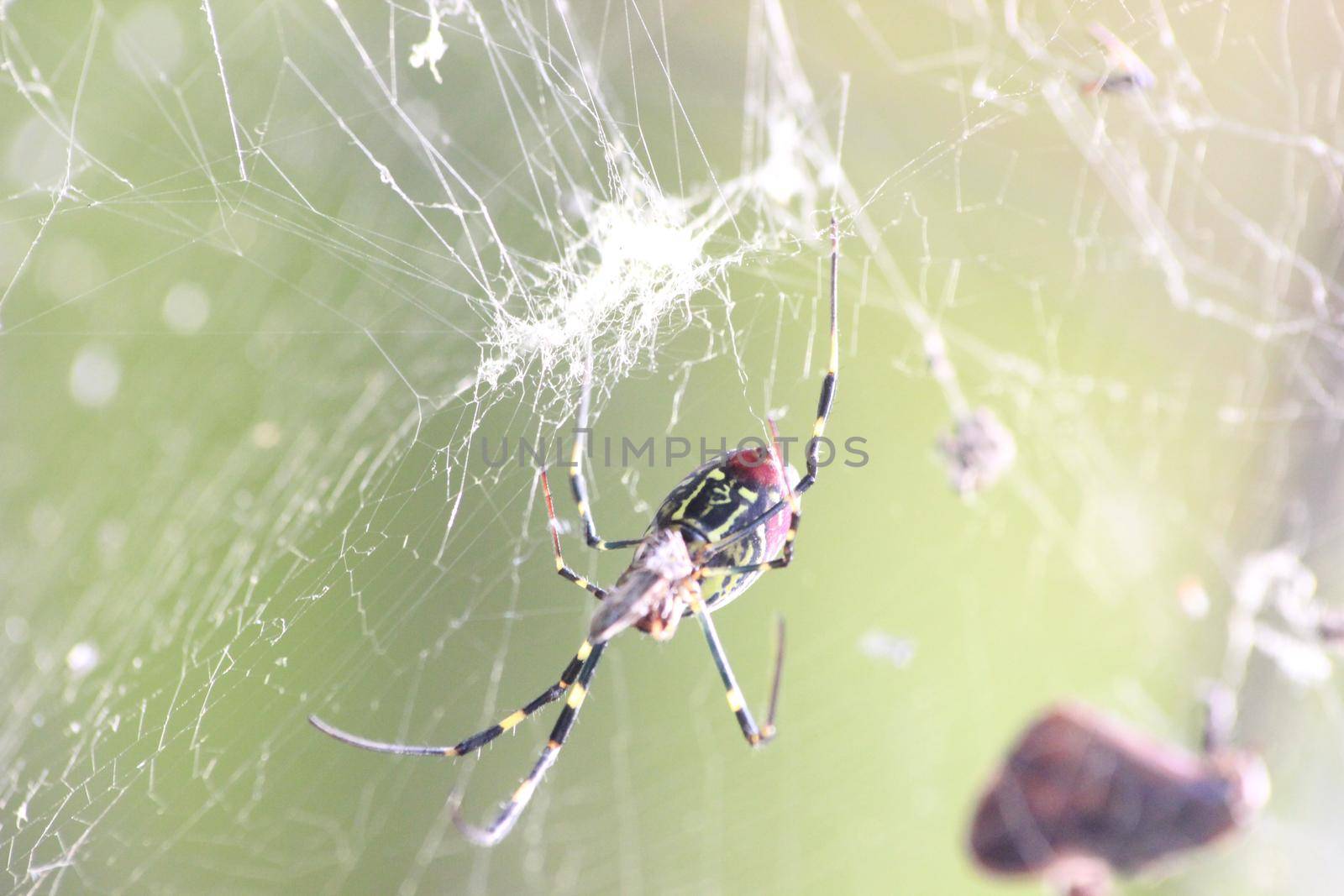 Closeup view with selective focus on a giant Spider and spider webs with blurred green jungle background