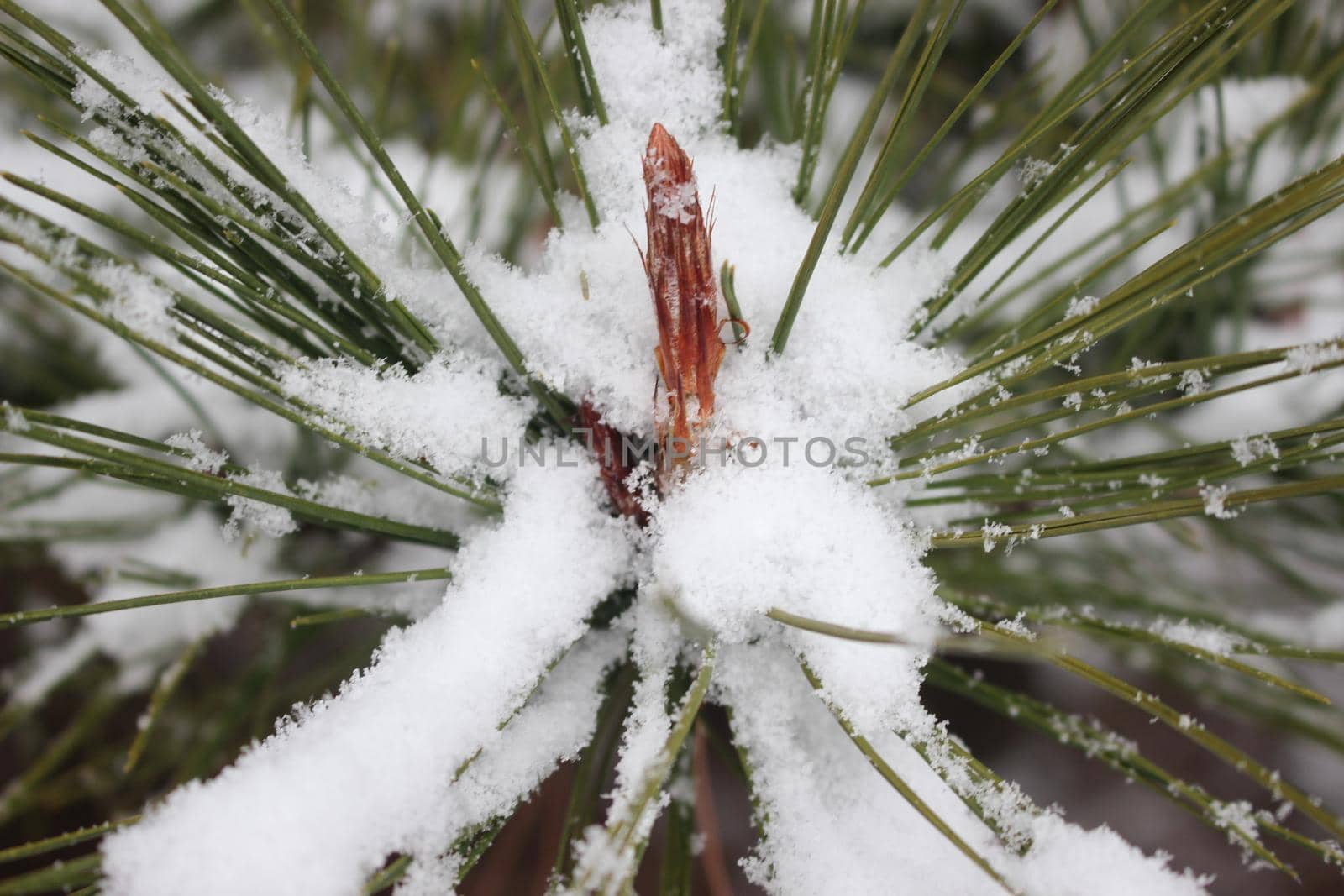 Snow on leaves of plant during snowfall winter season. closeup view of snowflakes on plant in park