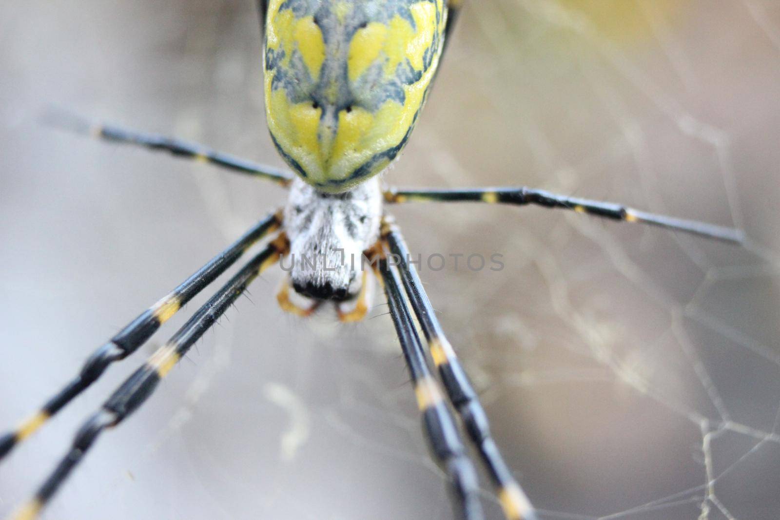 Giant spider macro view with selective focus, with blurred white background. Closeup view of a giant Spider