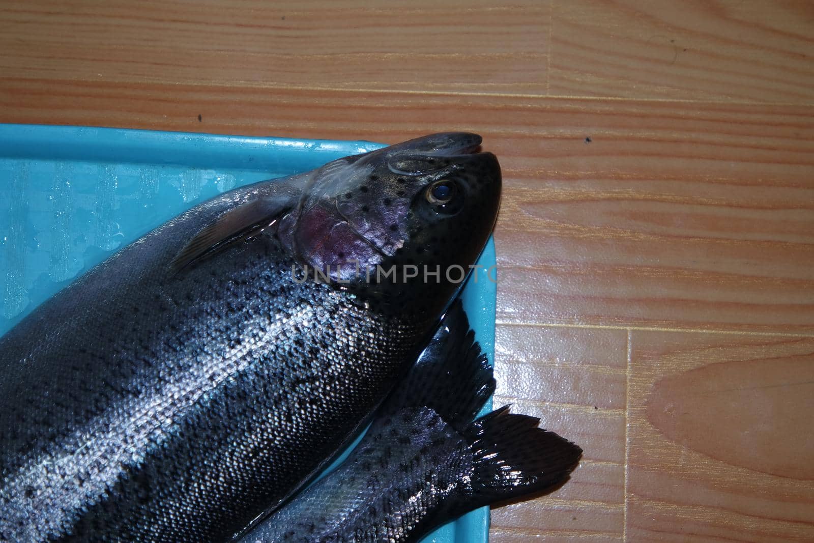 Fish closeup with a gray or grey and silver shiny skin scales isolated on a blue background. Fish skin texture pattern background.