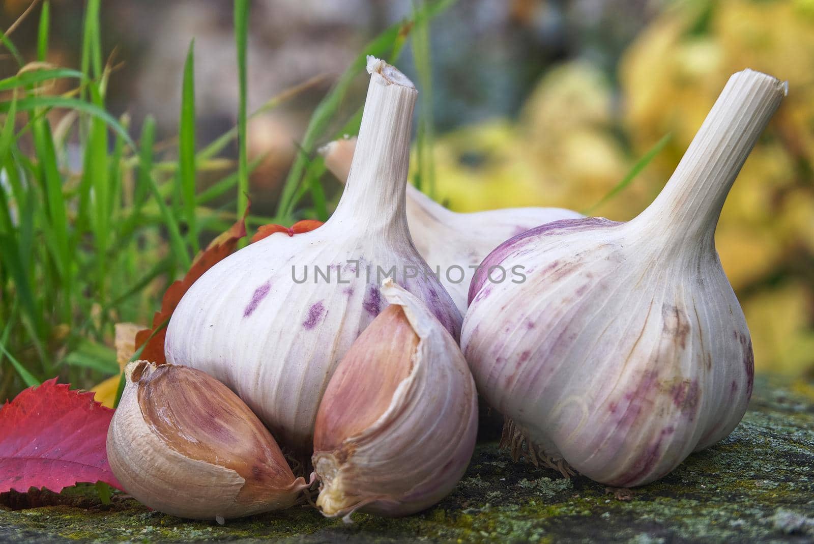 Preparing for planting garlic heads and cloves against the background of colorful autumn leaves, the concept of autumn planting