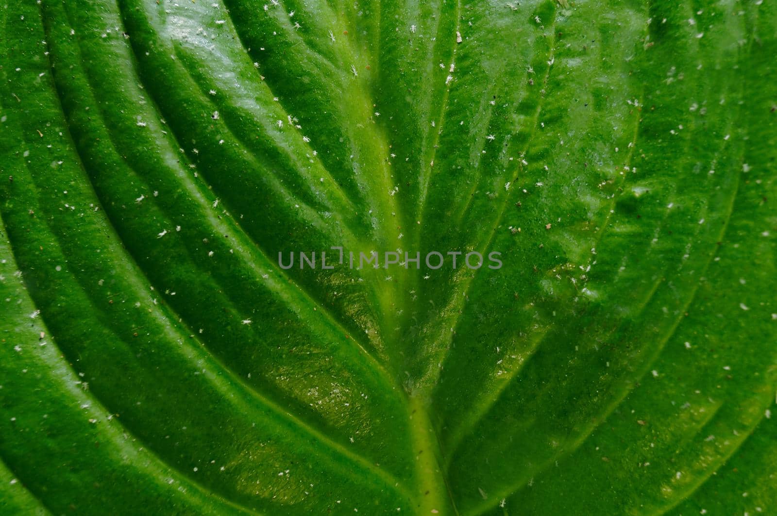 Green open tropical leaf close-up.Texture or background