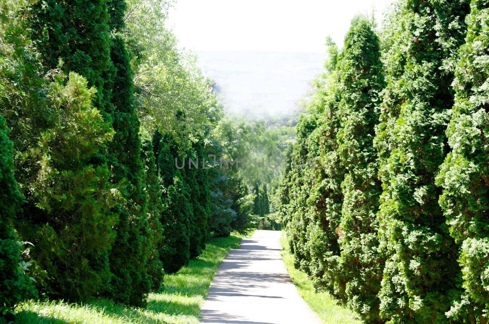 Evergreen thuja trees along the alley in the open air.Texture or background
