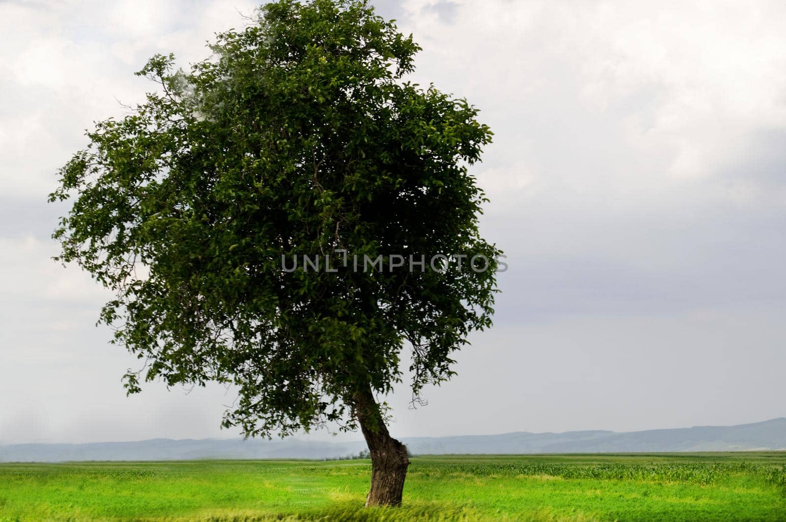 A lonely standing tree in a field in the countryside.Texture or background