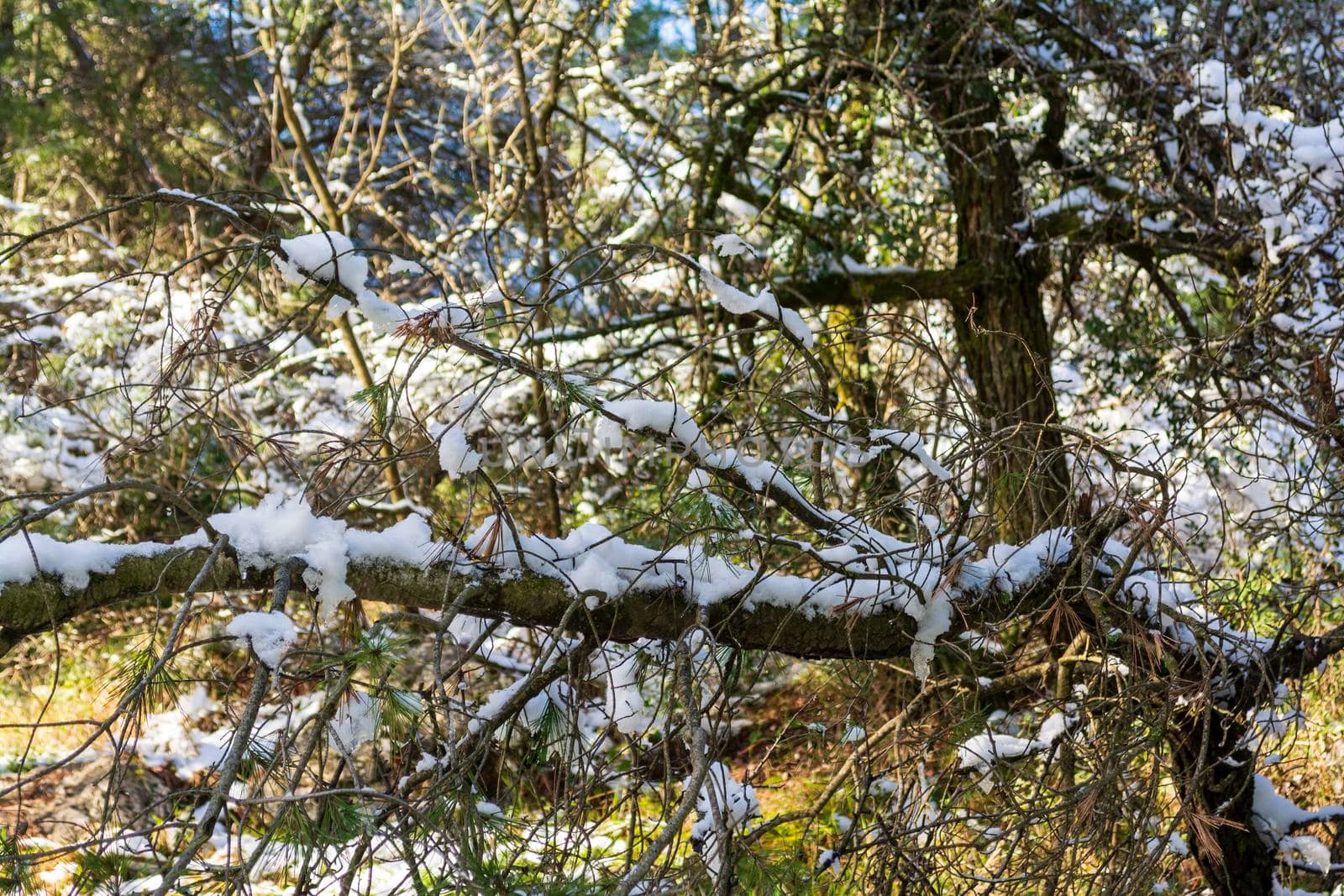 Close-up of a tree covered with snow by ankarb