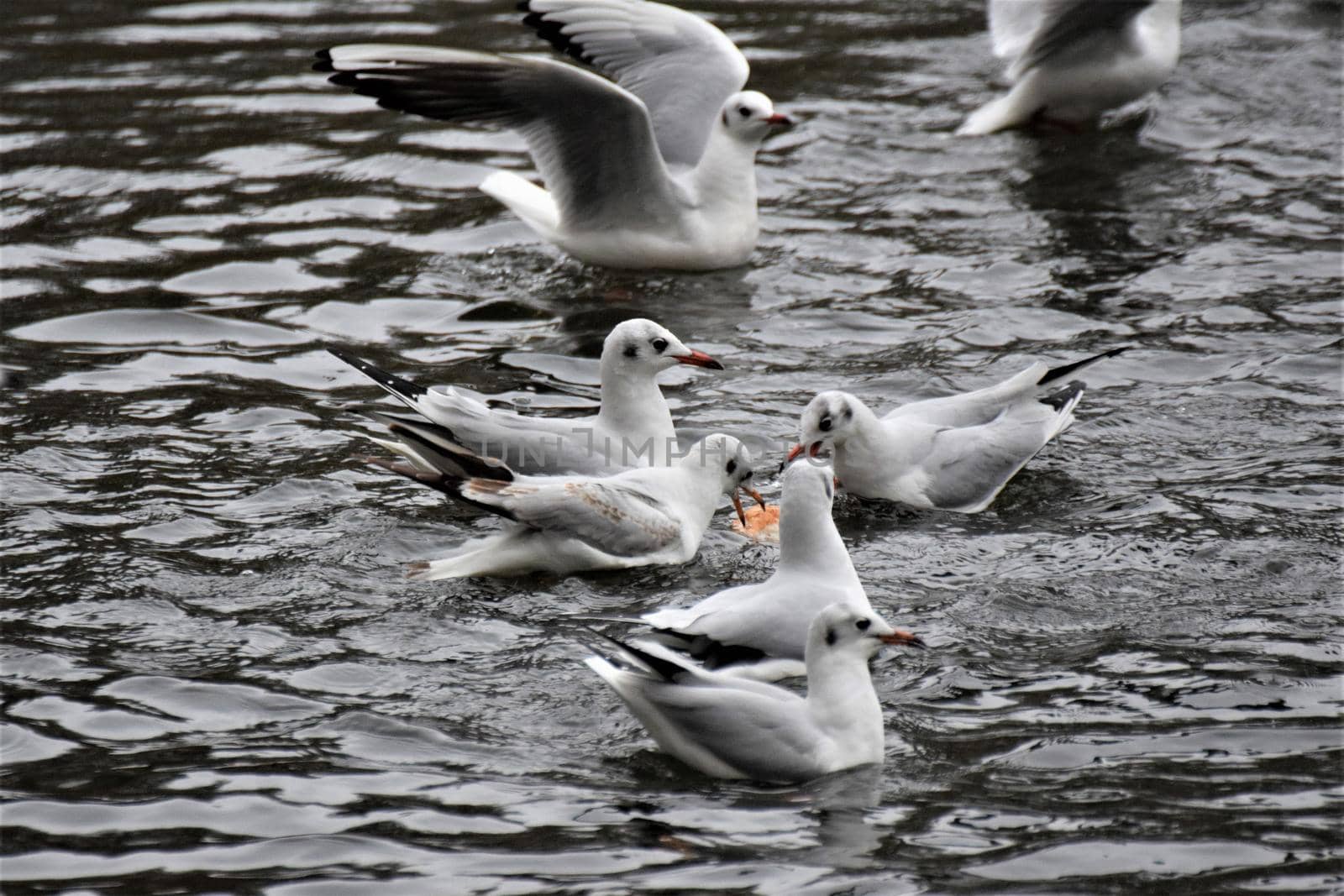 Laughing gulls starting and landing on a lake