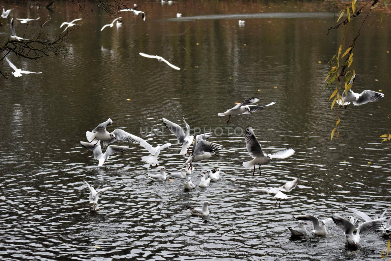 Laughing gulls starting and landing on a lake