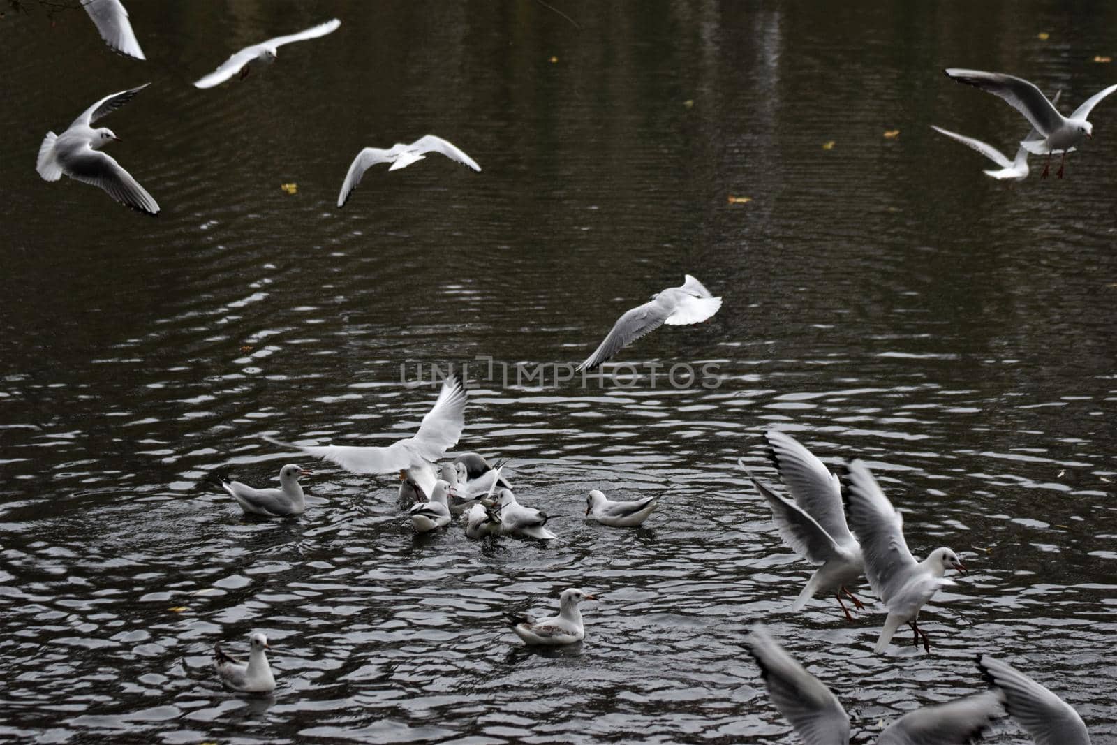 Laughing gulls starting and landing on a lake