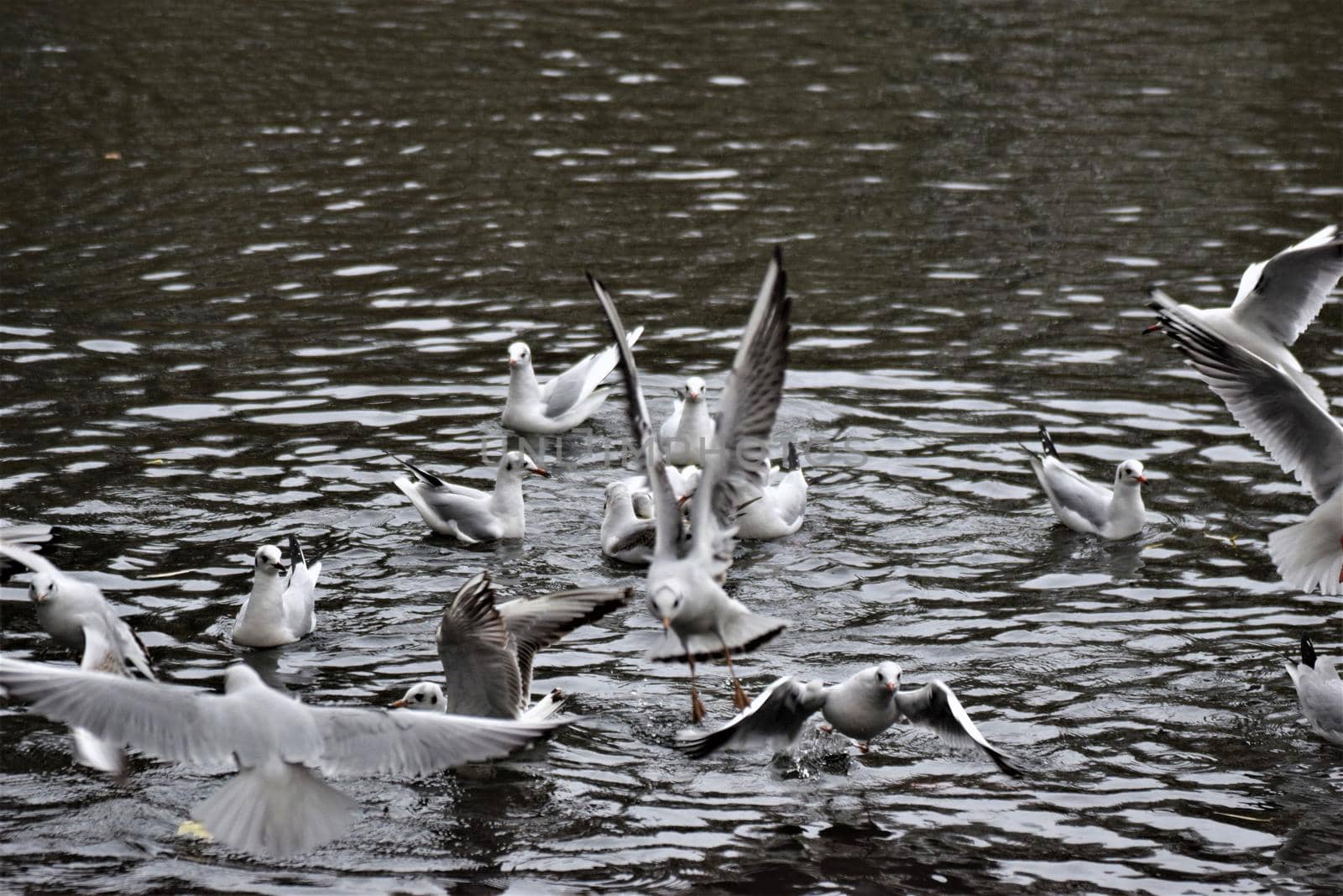 Laughing gulls starting and landing on a lake