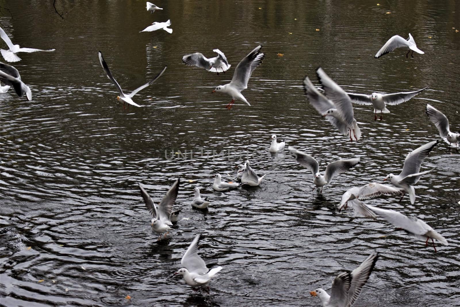 Laughing gulls starting and landing on a lake
