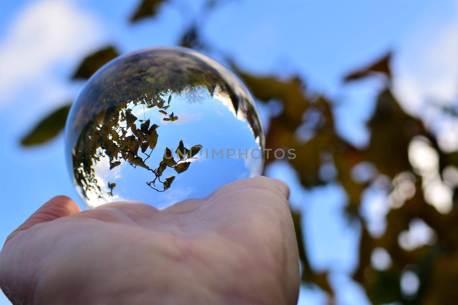 Sky and trees trough a lens ball on a hand against a blue sky and branches by Luise123