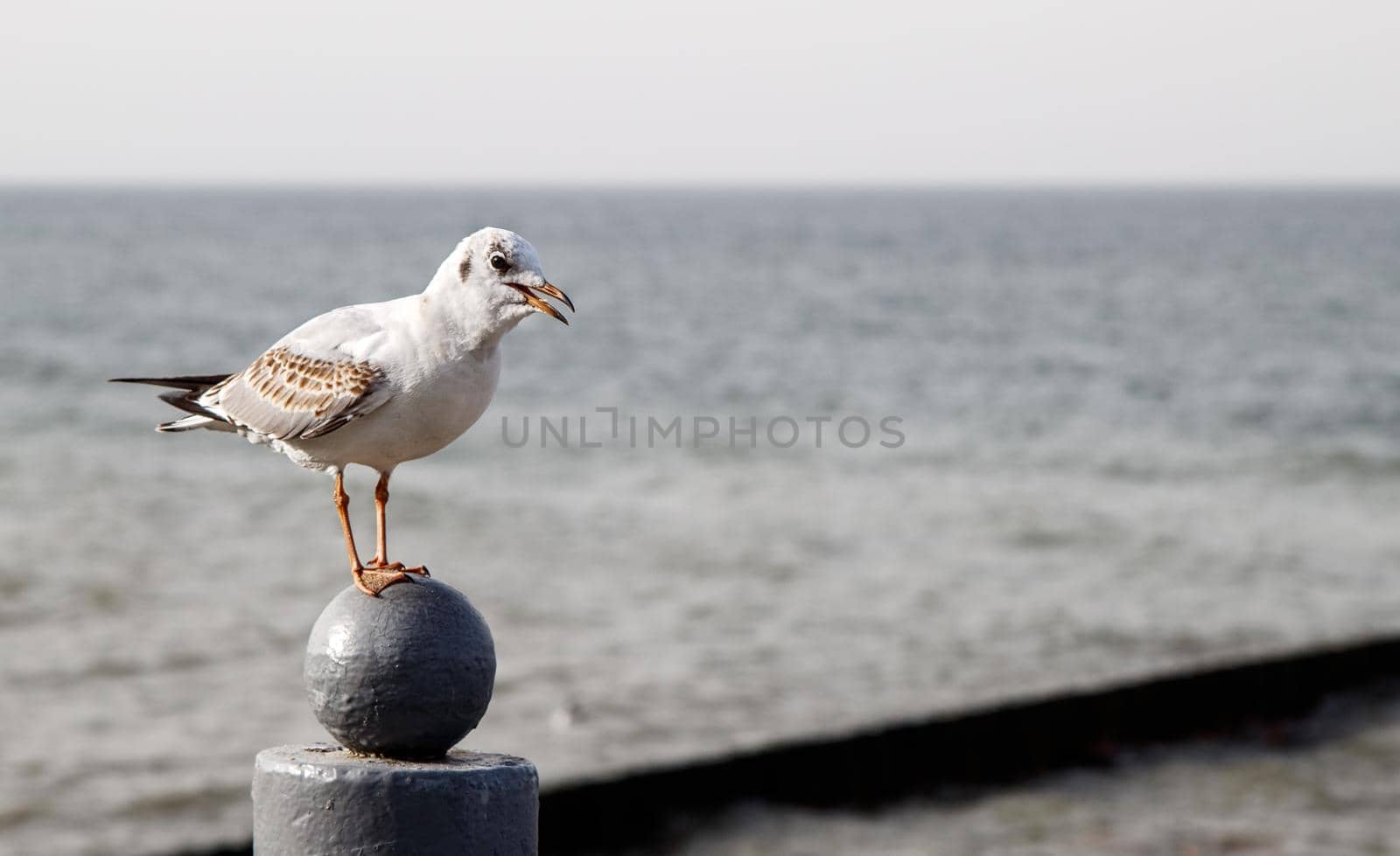 seagull sitting on the parapet by the sea on autumn day