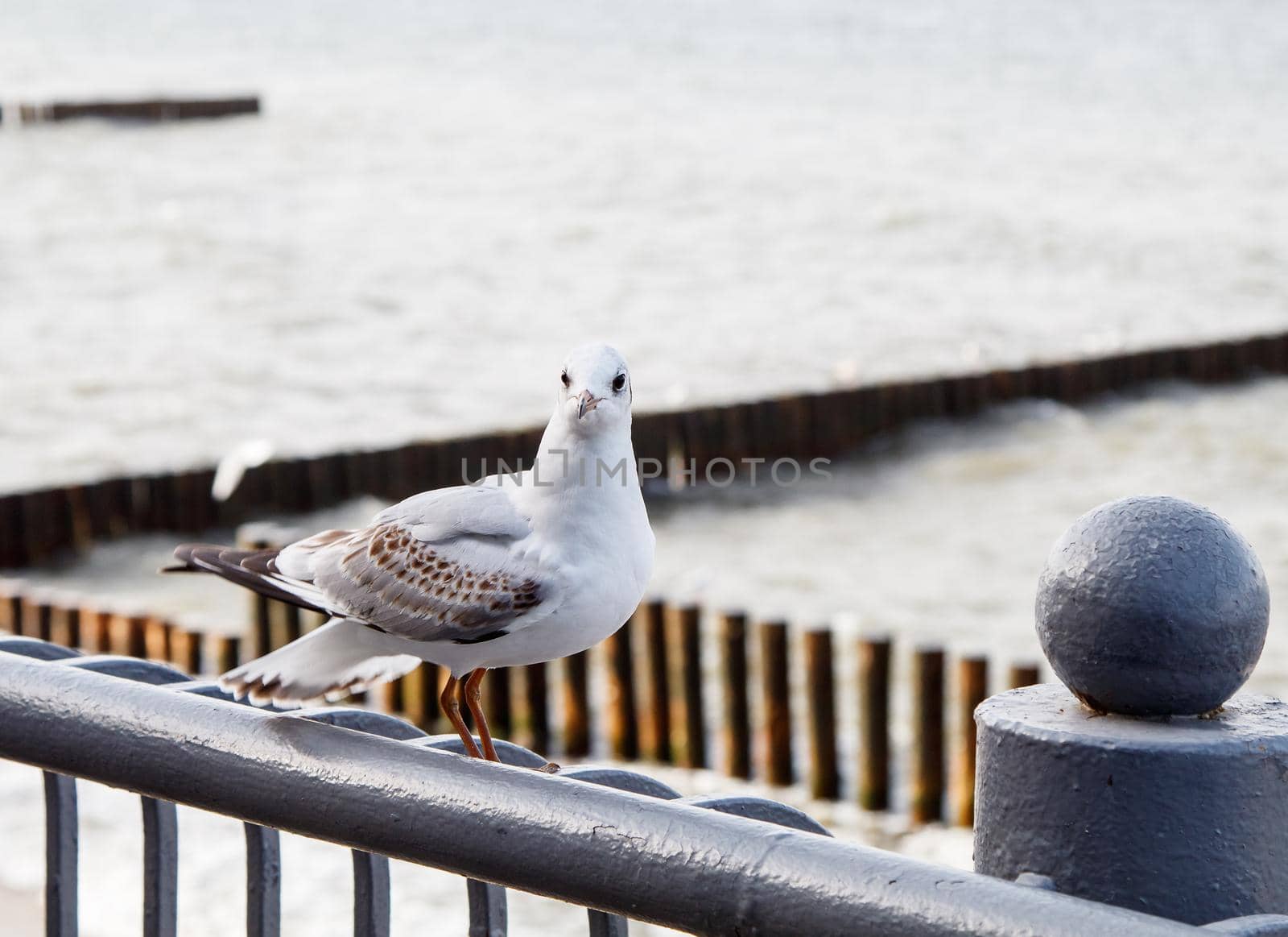 seagull sitting on the parapet by the sea on autumn day