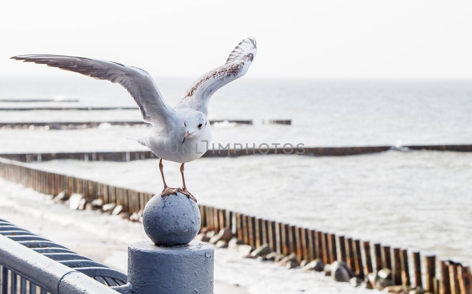 seagull sitting on the parapet by the sea on autumn day