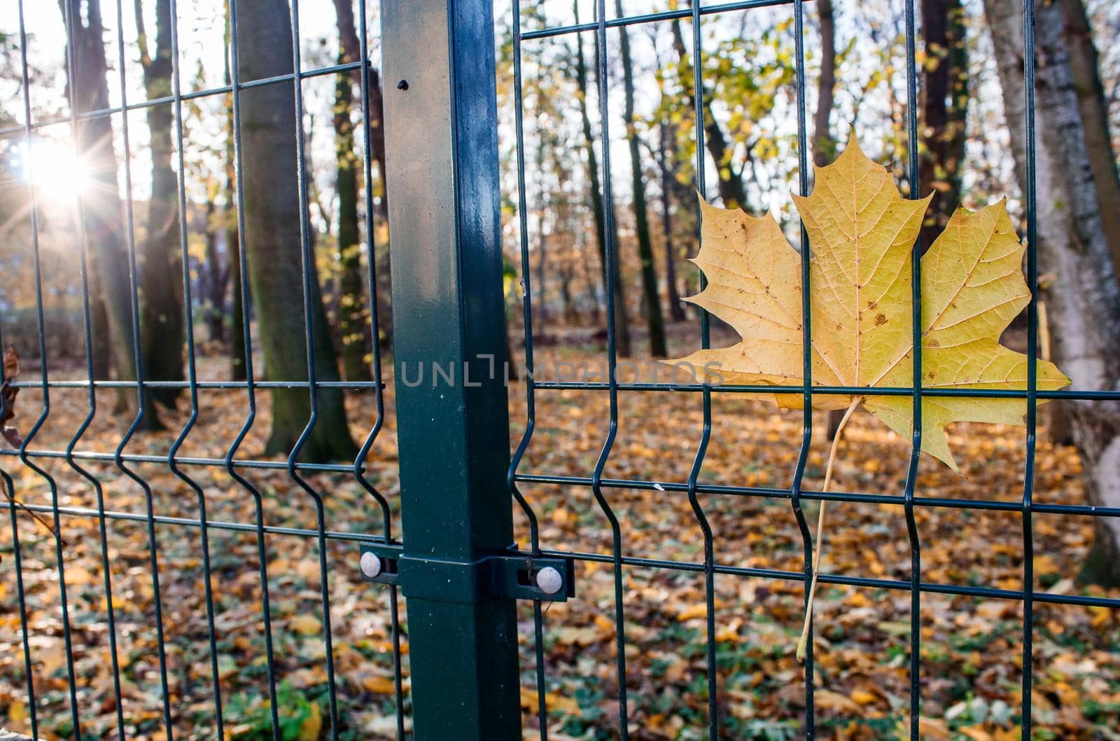 bright yellow maple leaf hanging on the fence on autumn sunrise