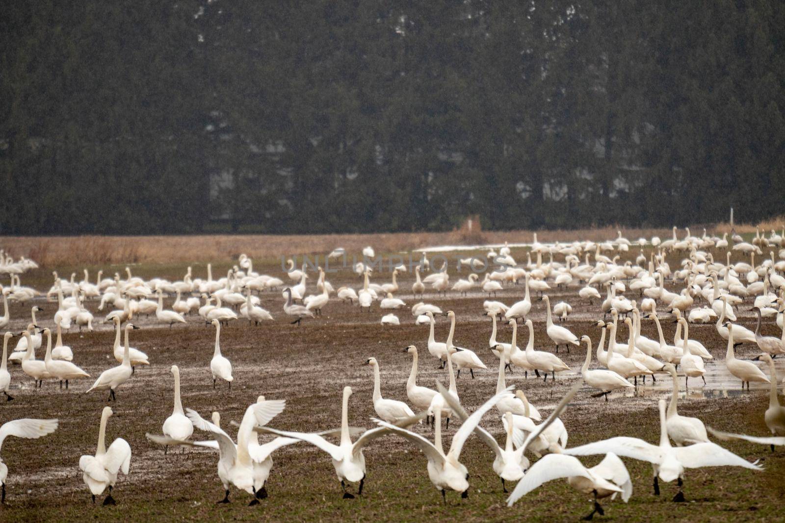 A flock of thousands of tundra swans, Cygnus columbianus, stopping in a farmers field in Canada during migration by mynewturtle1