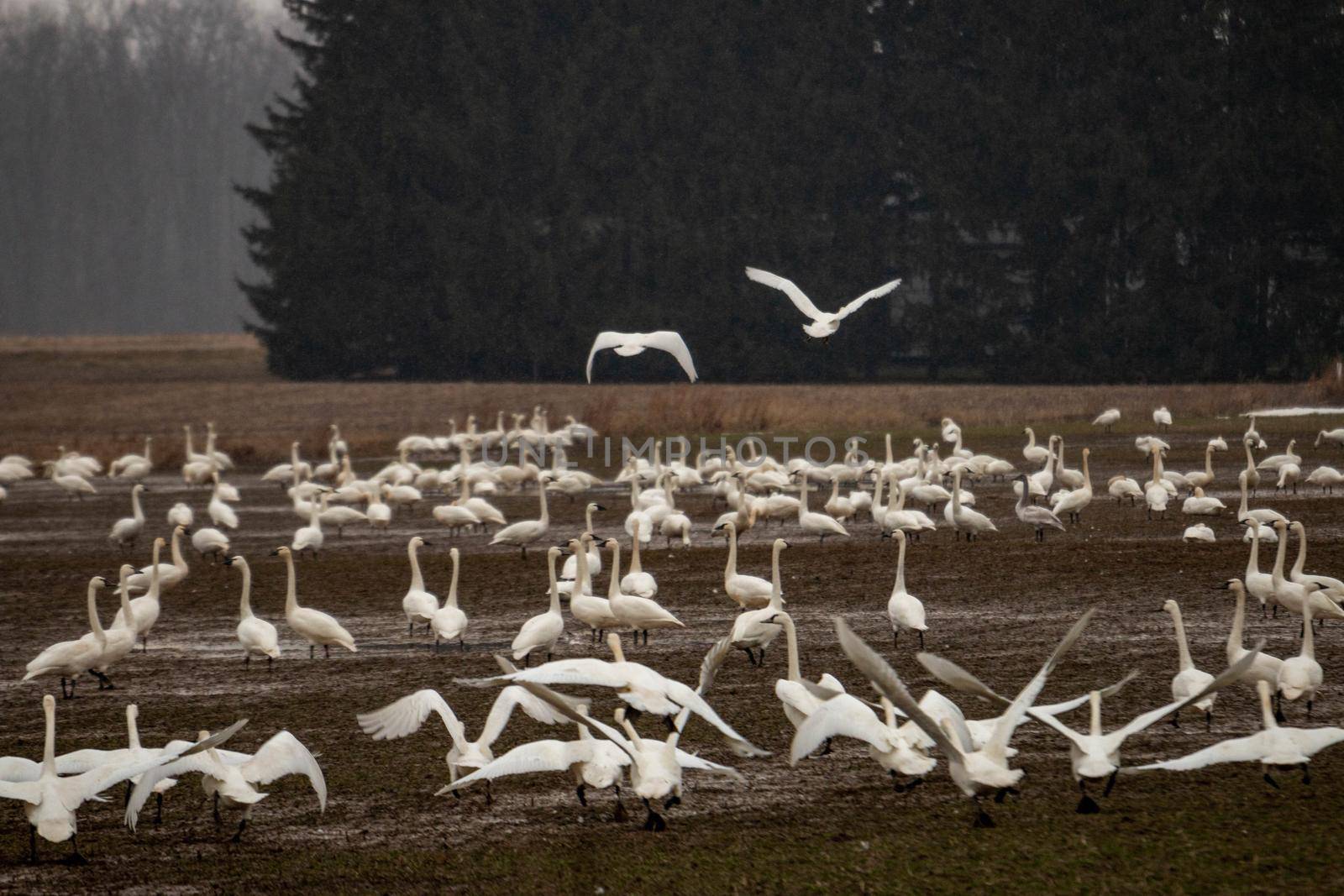 Tundra swans accumulating on a farmers field during winter migrations  by mynewturtle1