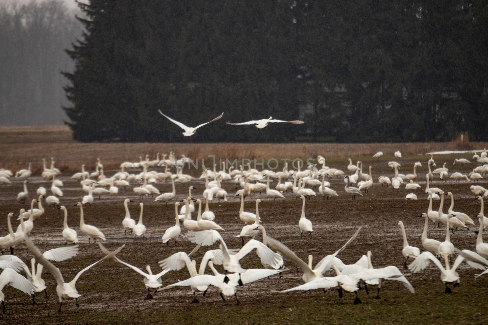 Tundra swans accumulating on a farmers field during winter migrations . High quality photo
