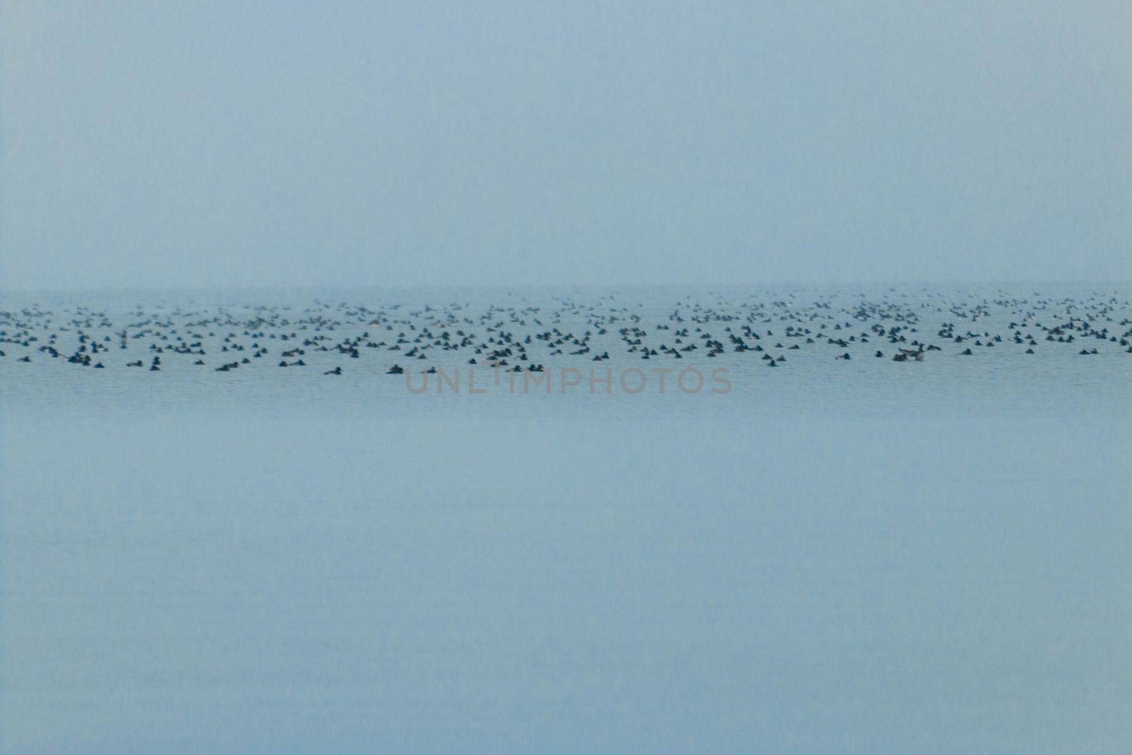 Tons of water birds out at shore in a beautiful misty photo . High quality photo
