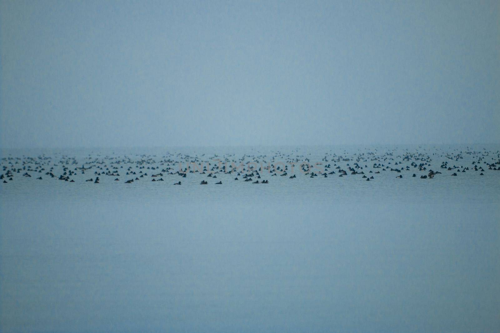 Tons of water birds out at shore in a beautiful misty photo . High quality photo
