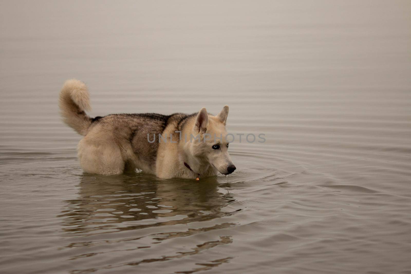 Siberian husky swimming on a cold canadian day . High quality photo
