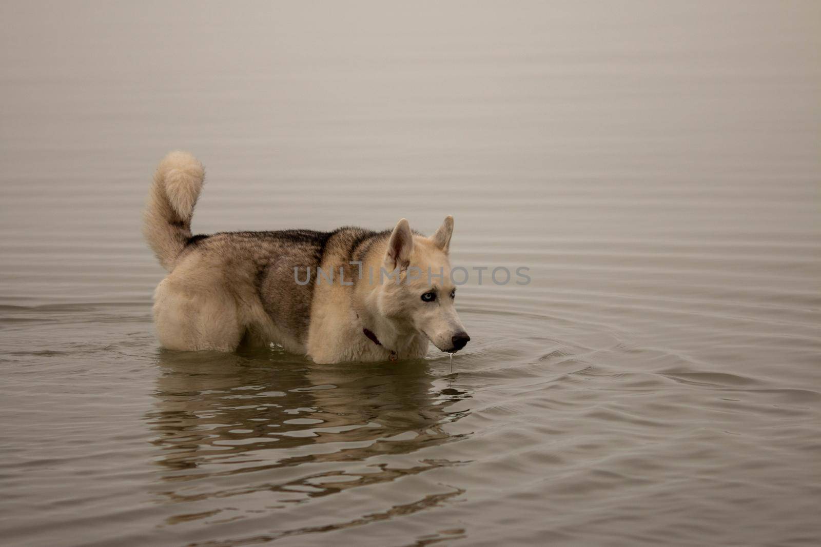 Siberian husky swimming on a cold canadian day . High quality photo