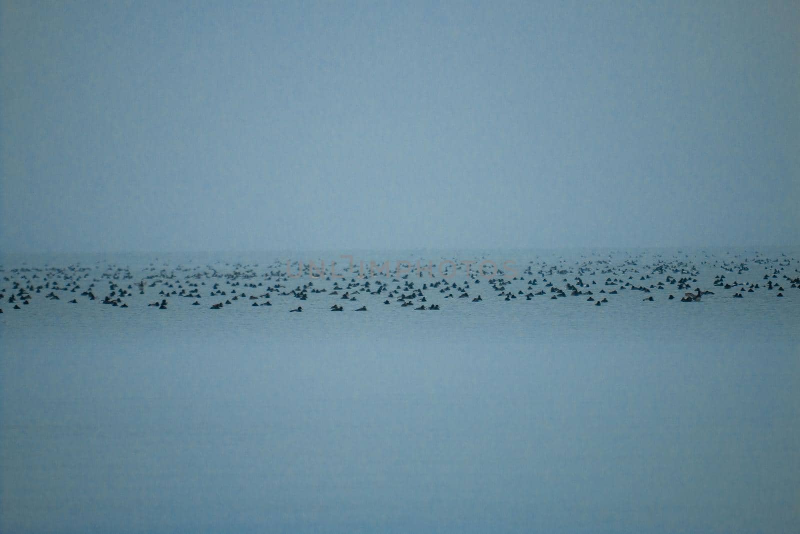 Tons of water birds out at shore in a beautiful misty photo  by mynewturtle1