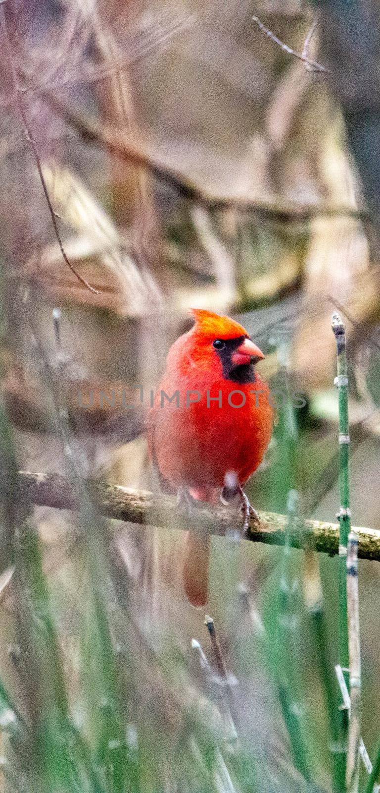 Male Northern Cardinal (Cardinalis cardinalis) In a Blizzard by mynewturtle1