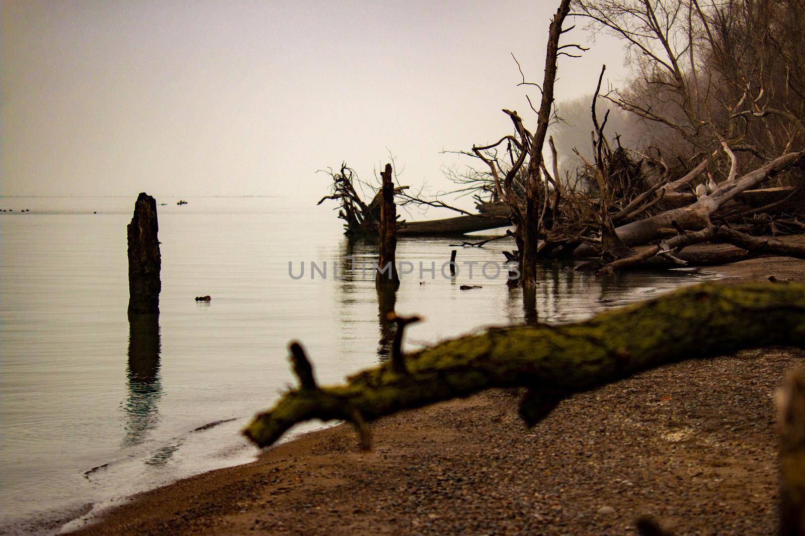 Large trees that have fallen over on point pelee beach  by mynewturtle1