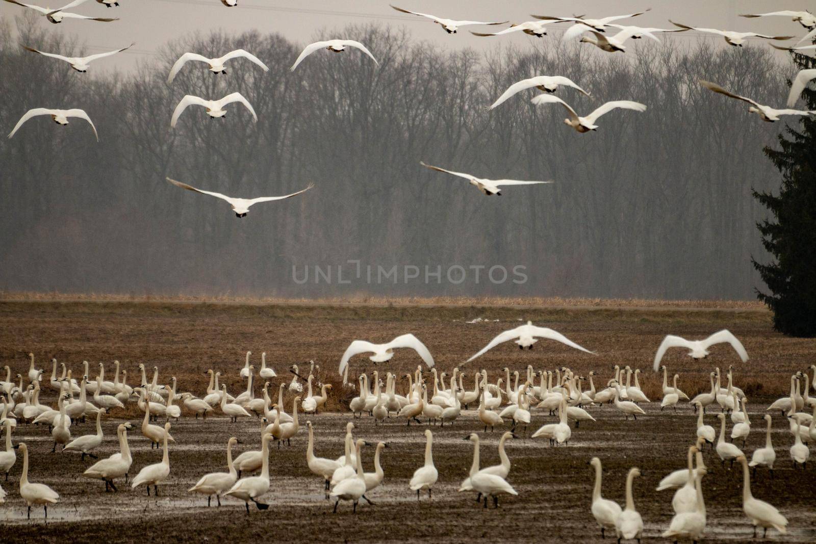 Thousands of tundra swans, Cygnus columbianus, migrating. High quality photo