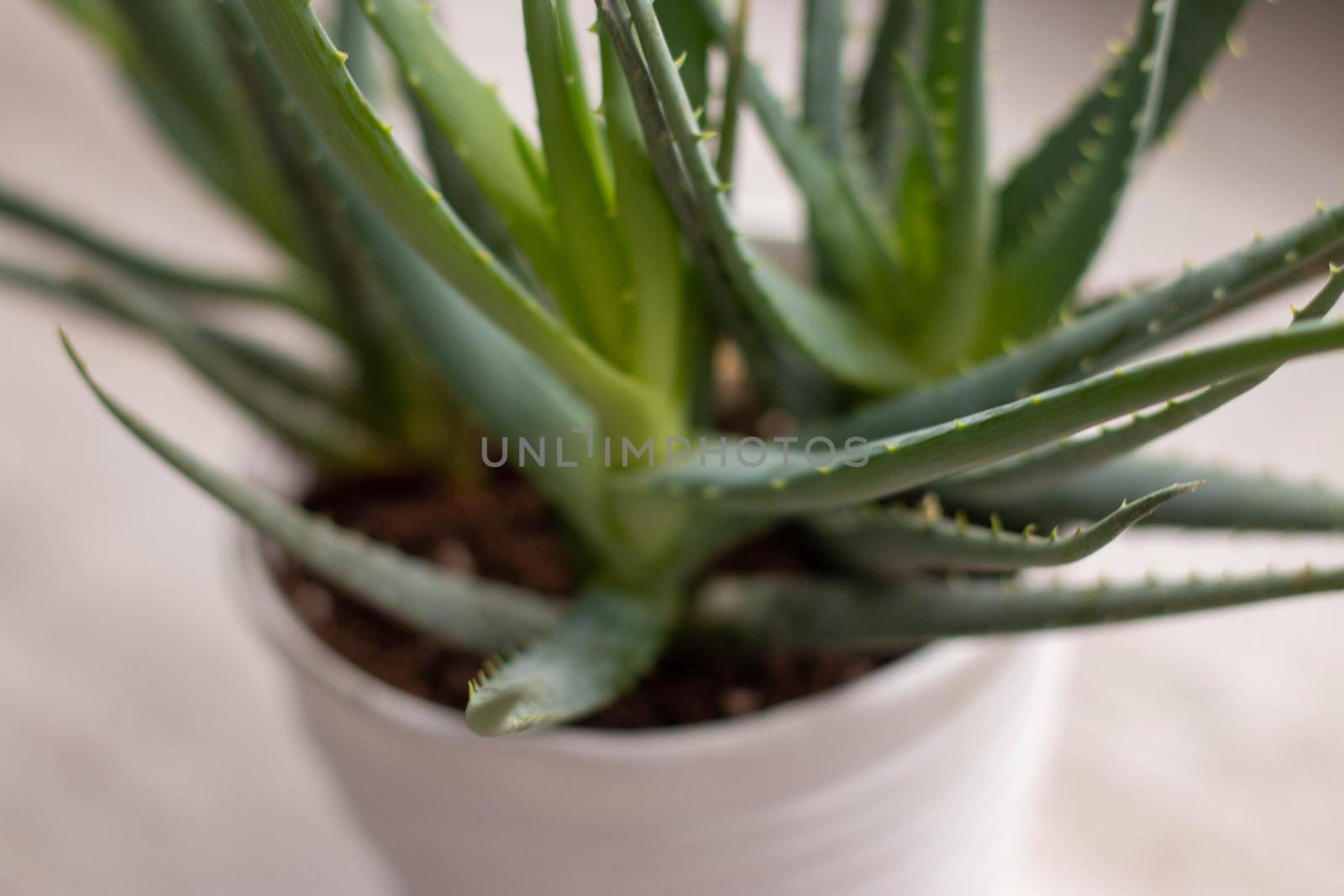 Aloe vera house plant, unique close ups . High quality photo