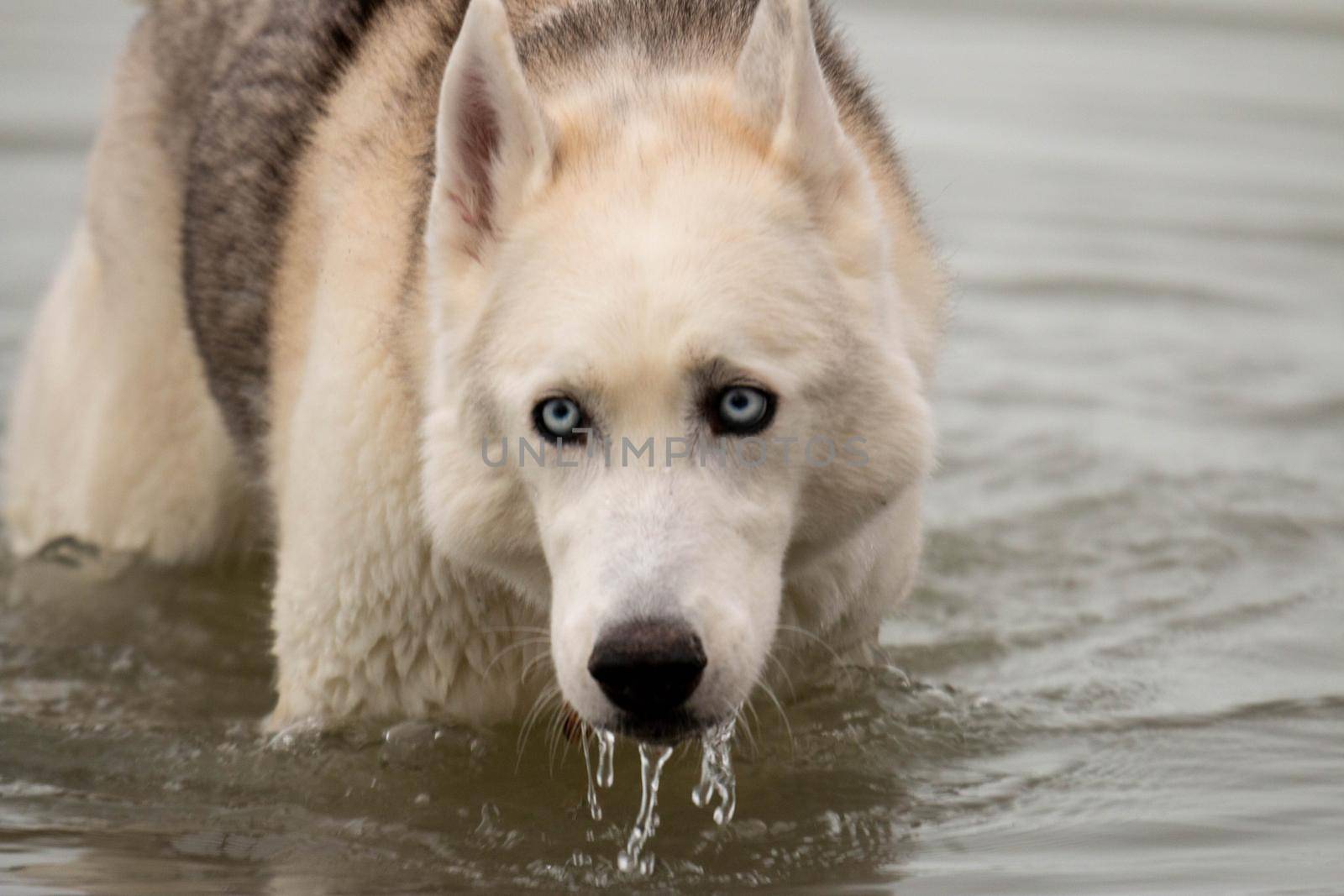 Series of photos showing a siberian husky dripping wet and running out of water. High quality photo