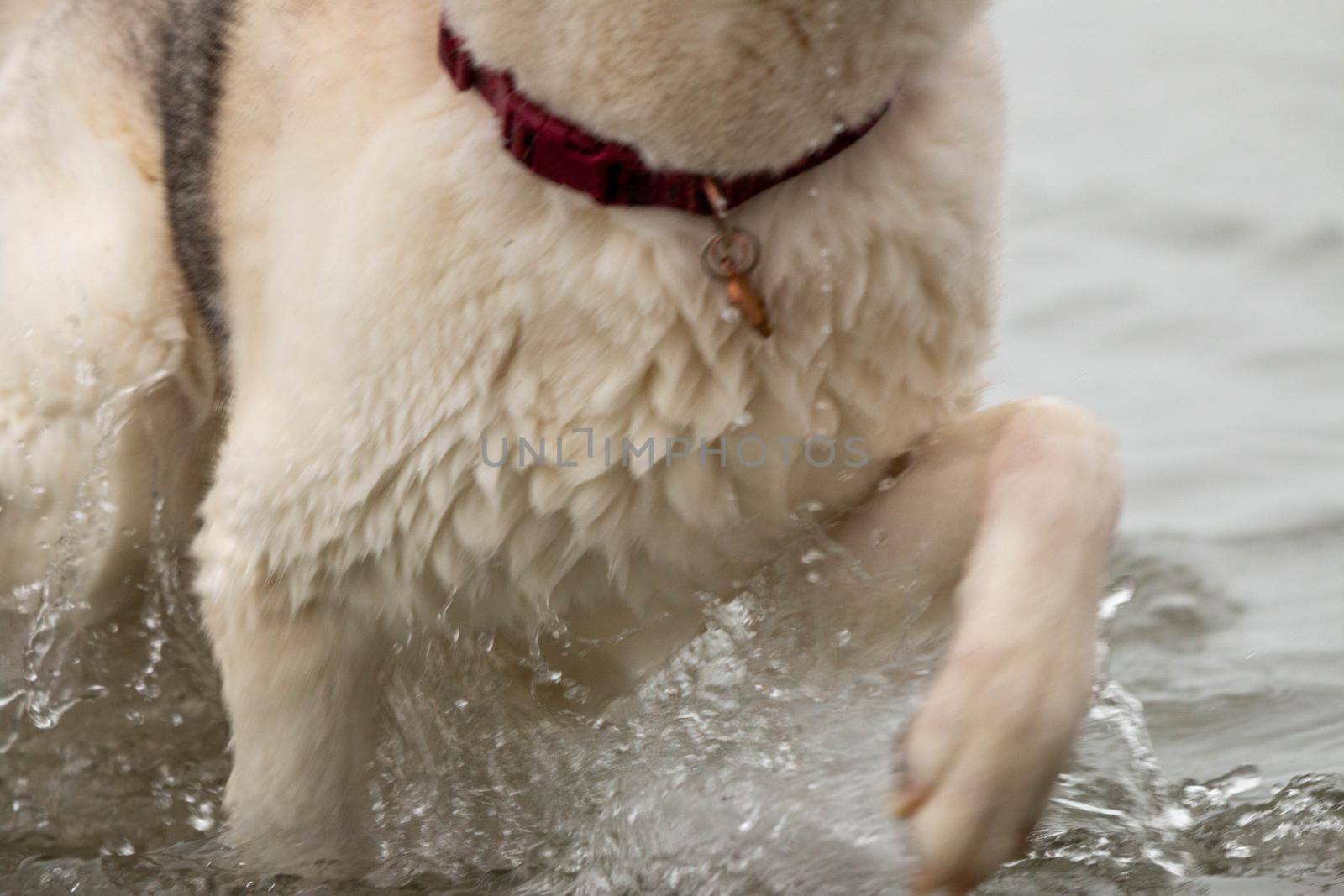 Series of photos showing a siberian husky dripping wet and running out of water. High quality photo