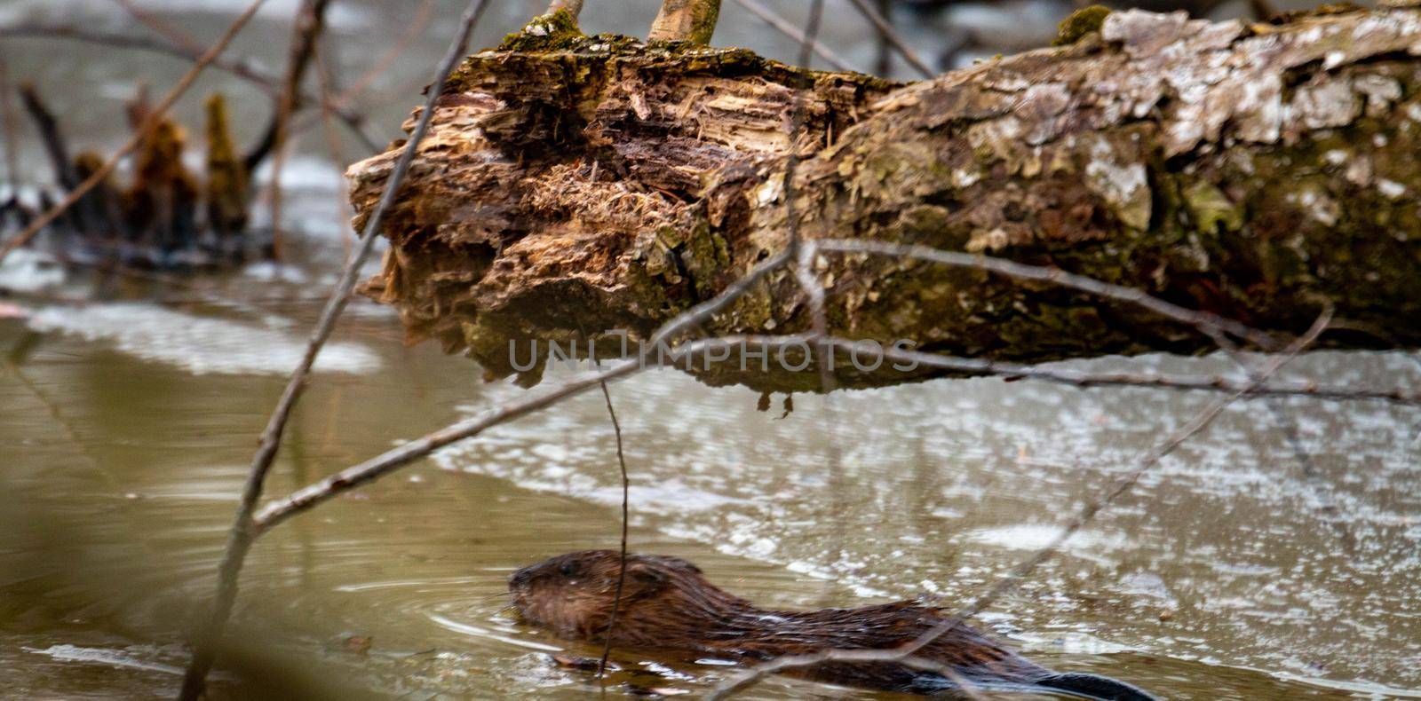 A young beaver swims in a partly frozen canadian water stream by mynewturtle1