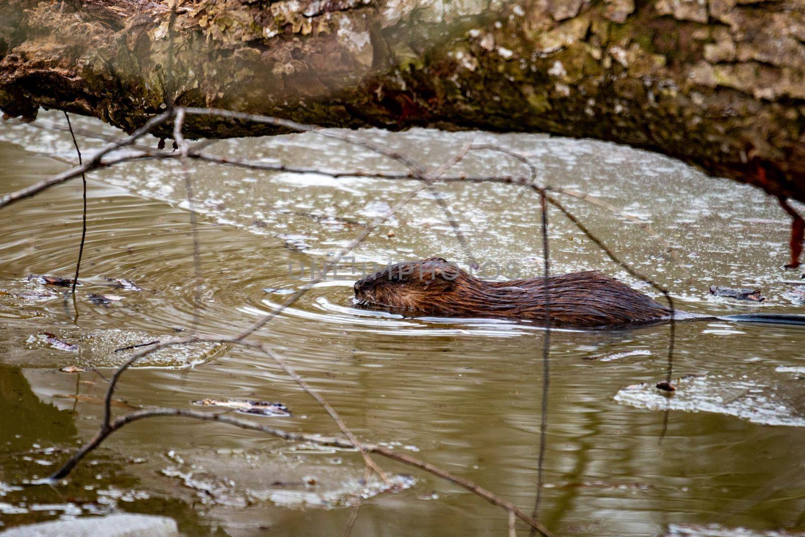 A young beaver swims in a partly frozen canadian water stream by mynewturtle1