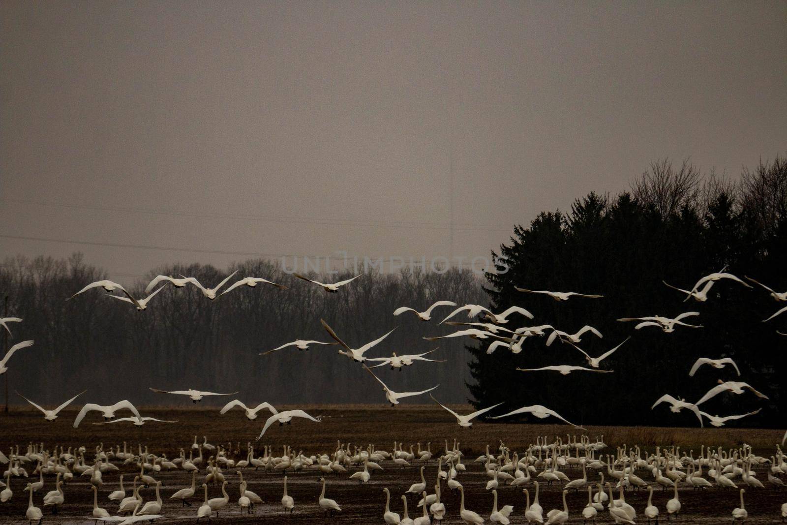 Thousands of tundra swans, Cygnus columbianus, migrating by mynewturtle1