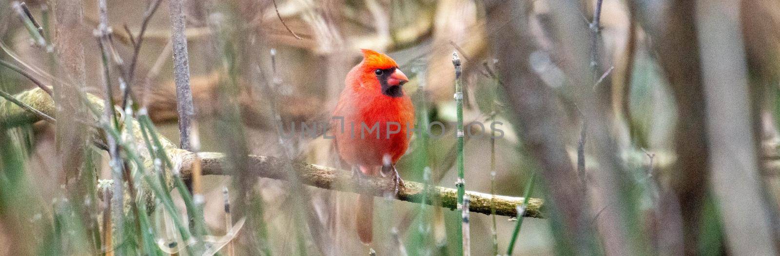 Male Northern Cardinal (Cardinalis cardinalis) In a Blizzard by mynewturtle1