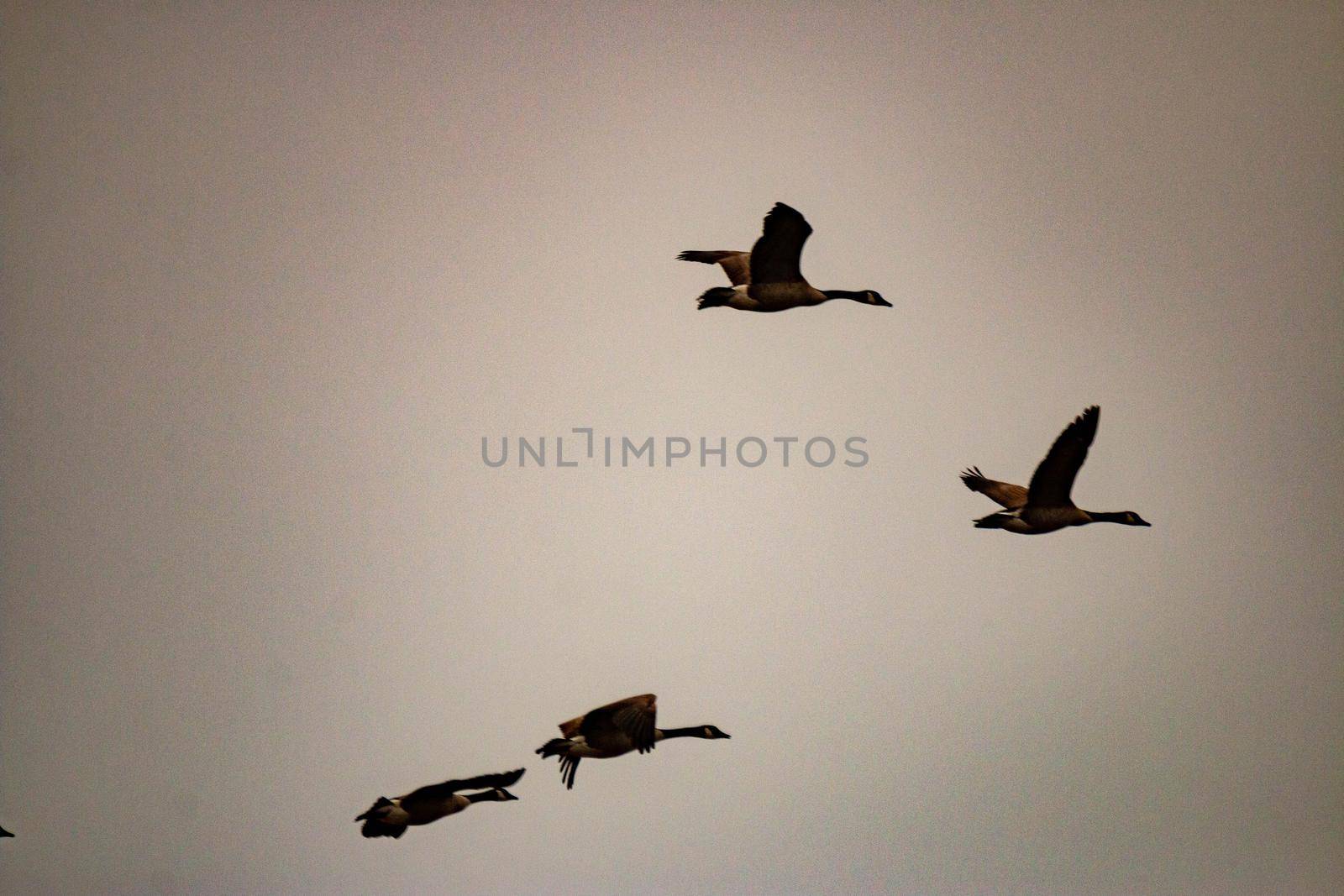gloomy photo of a group of canadian geese migrating. High quality photo