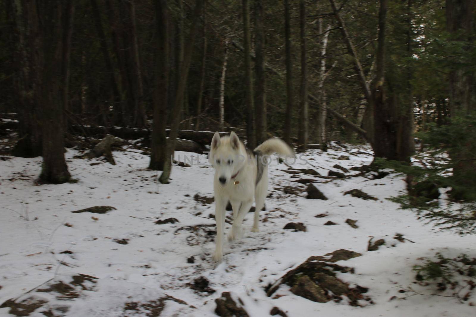 Husky hiking through a snowy winter forest. High quality photo