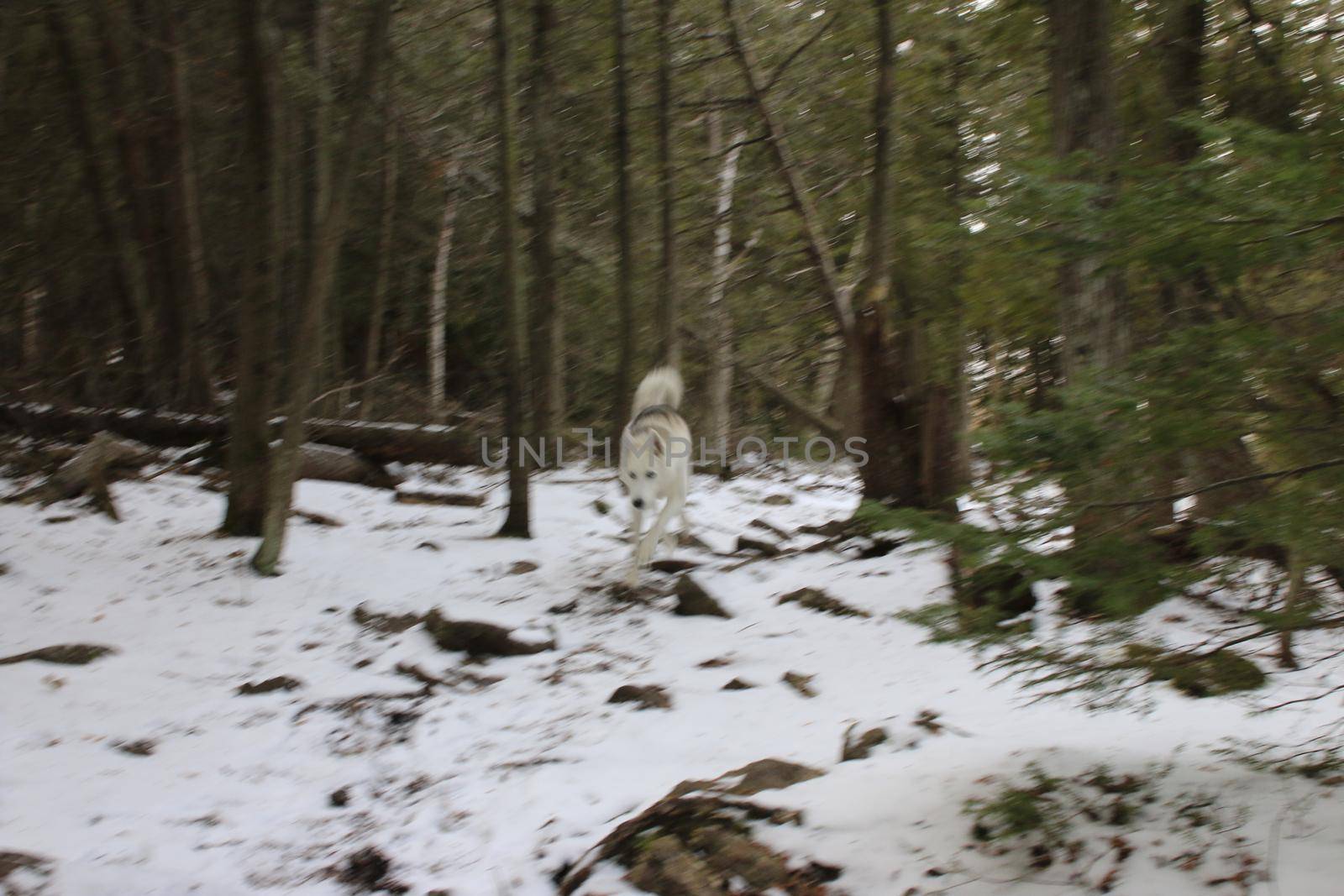 Husky hiking through a snowy winter forest by mynewturtle1