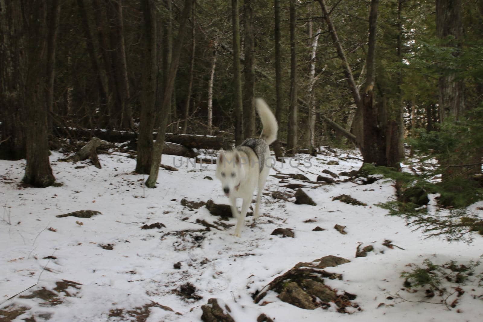 Husky hiking through a snowy winter forest. High quality photo