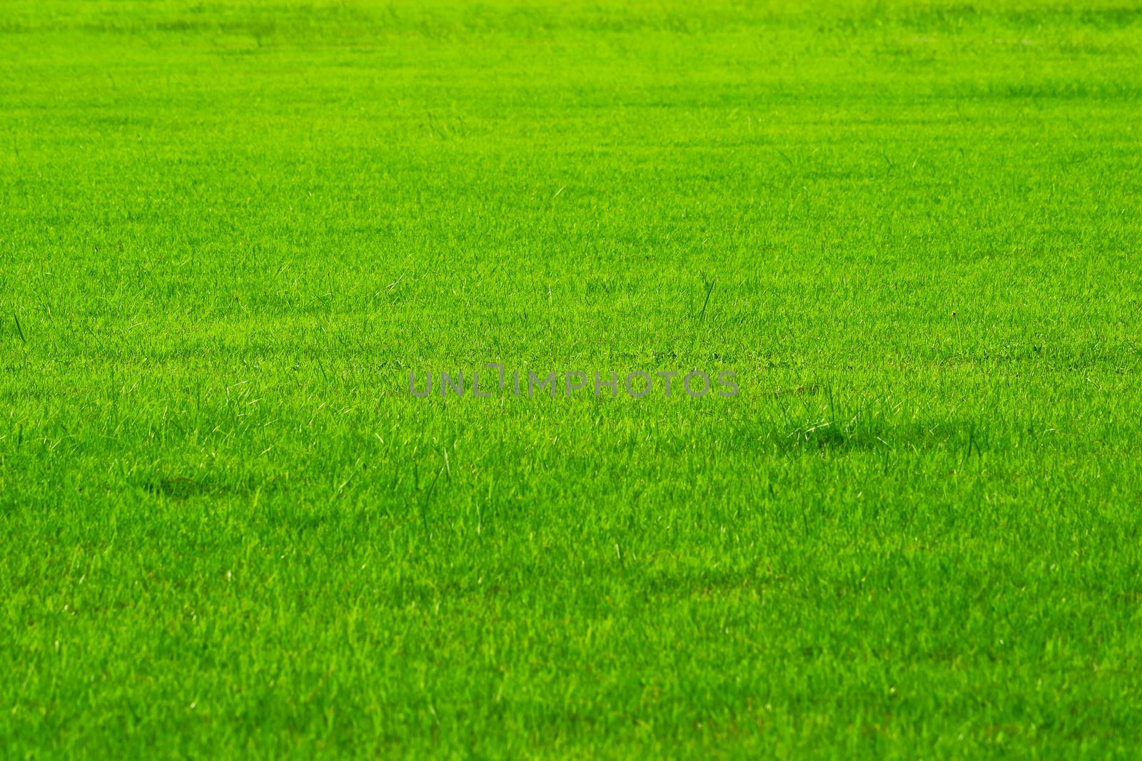 Football field nature green grass in background. farm or garden and copy space using as background natural, rice agriculture landscape