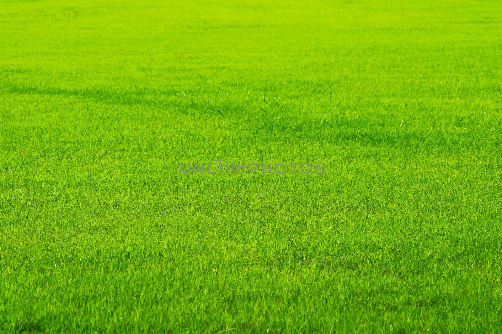 fresh nature green grass in the garden background. farm or garden and copy space using as background natural, rice agriculture landscape