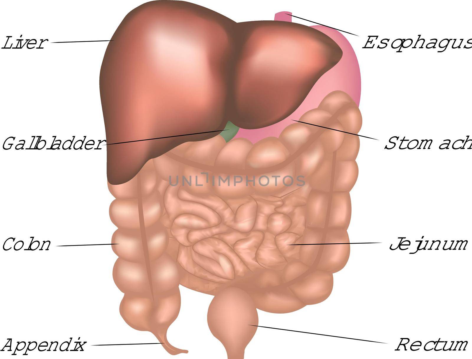 The digestive system in human body vector infographics