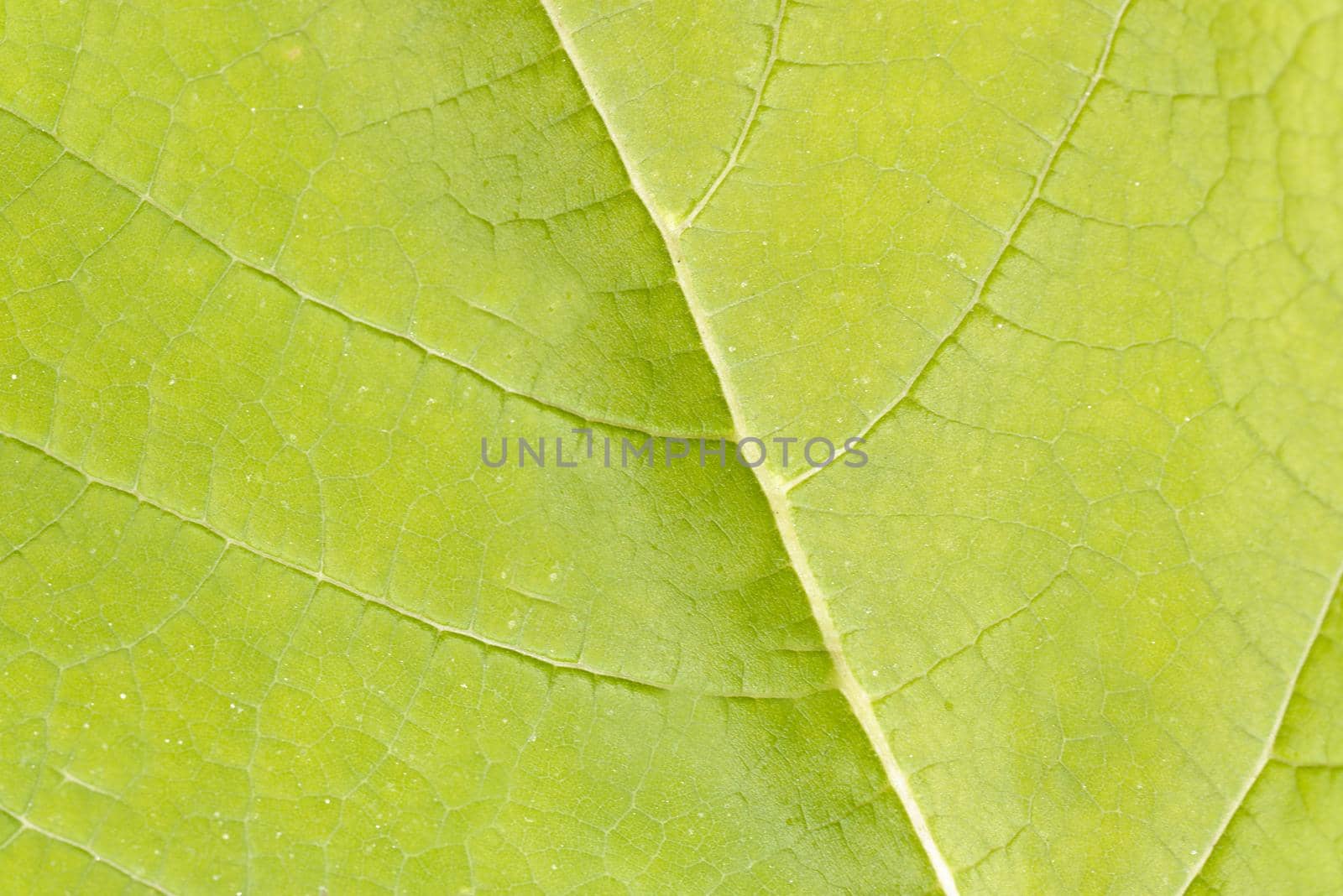 Green open leaf close - up in the open air.Texture or background